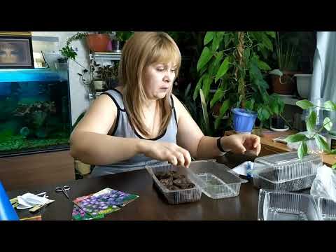 Видео: Торфяные таблетки