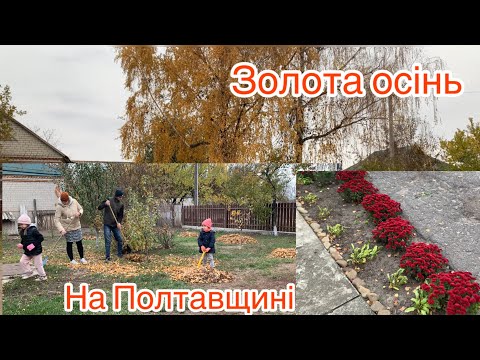 Видео: Порядок у дворі|| наші ТУЇ || хризантеми 13.11.2024