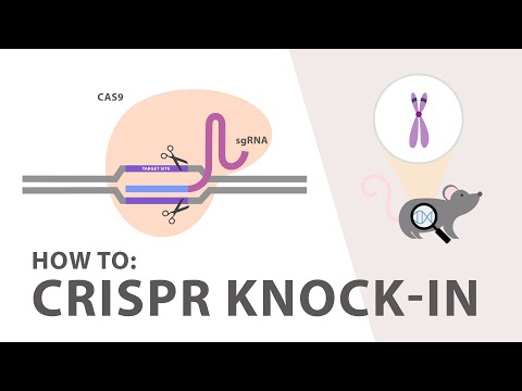 Видео: Как провести эксперимент CRISPR Knockin