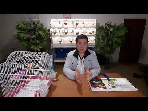 Видео: Канарейки- выбор места содержания птицы.  Обращение к родителям и любителям птицы.