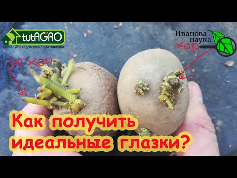 Видео: УРОЖАЙ КАРТОФЕЛЯ ГОРАЗДО БОЛЬШЕ. СХЕМА ПОЛУЧЕНИЯ ИДЕАЛЬНЫХ ГЛАЗКОВ КАРТОФЕЛЯ ПЕРЕД ВЫСАДКОЙ КЛУБНЕЙ.