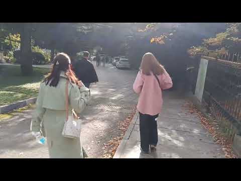 Видео: Никитской ботанический сад 🏡 🍁🍂 Выставка хризантем 🥀🌺🌹