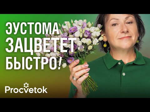 Видео: ЭУСТОМА ВЗОЙДЕТ 100%, будет быстро расти и рано зацветет, если сделать так!