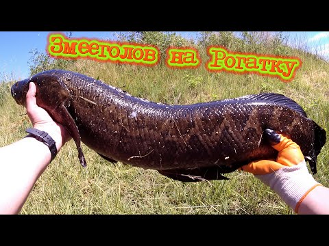 Видео: Трофейный Змееголов на Рогатку — невероятный улов! #рыбалканарогатку#slingshot#рыбалка #2024 #top