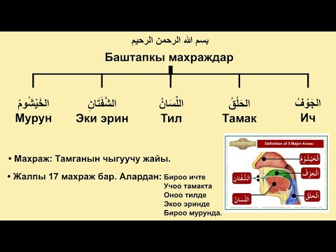 Видео: Тамгалардын махраждары