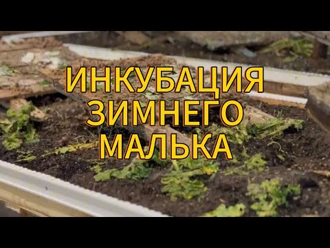 Видео: Инкубация зимнего малька