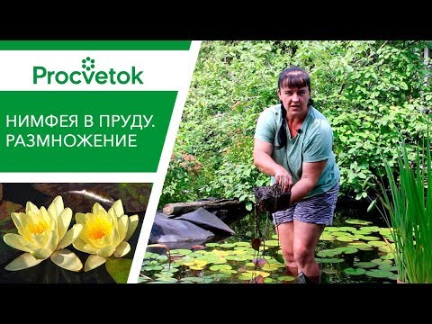 Видео: Когда менять воду в пруду. НИМФЕЯ посадка, уход, размножение