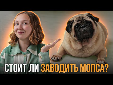 Видео: О чём нужно знать перед покупкой мопса? Плюсы и минусы породы
