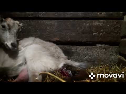 Видео: Пришлось помогать!Окот козы ,первокотки.