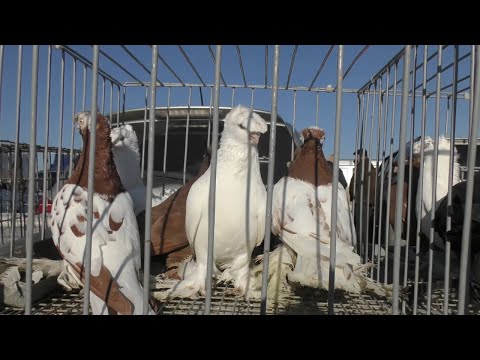 Видео: 22.12.19. Птичий рынок г Пятигорск ч4.The bird market in Pyatigorsk. ch4