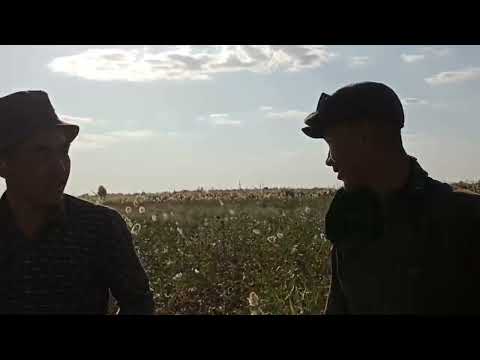 Видео: Тахтакөпир районы Атакөл АПЖ Дәўлет ата фермер хожалығы