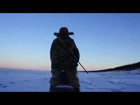Видео: Промысловая охота