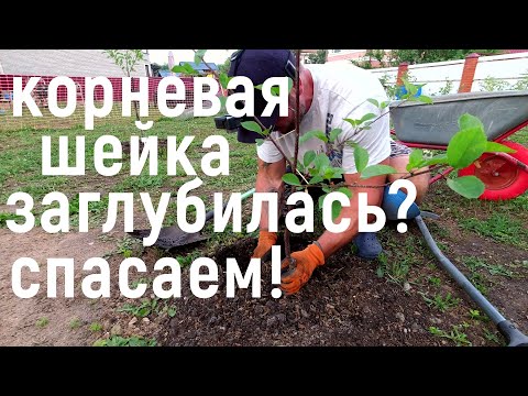 Видео: Утонула КОРНЕВАЯ ШЕЙКА! Как исправить ситуацию  СРОЧНО спасаем дерево!