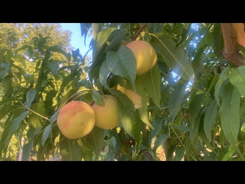 Видео: Съездили к парикмахеру.😊🚗 Муж гудит,я на малине. Компот.😄
