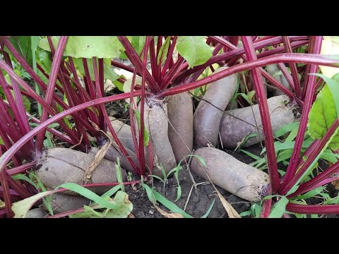 Видео: ОБЗОР ОГОРОДА 2023, конец июля.