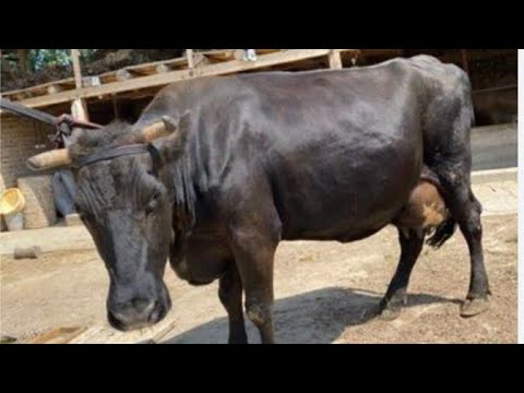 Видео: Талас облусу уй кунаажын жаш эркек ургачы торпок бааларын көрө аласыздар 26,10,25