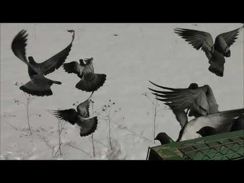 Видео: Выпуск Деришей 6 04 22 г