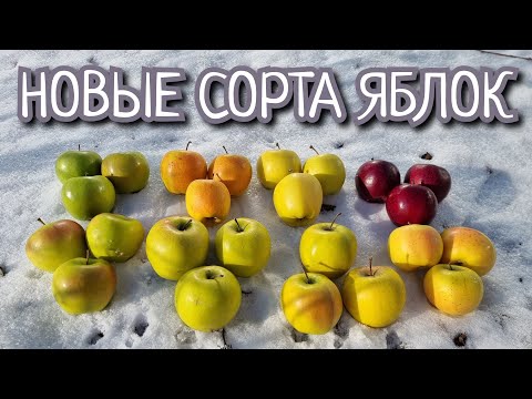 Видео: НОВЫЕ СОРТА / ГОЛД ЧИФ / ТЕНТЕЙШН / МУТСУ NK / СМЕРАЛЬДА