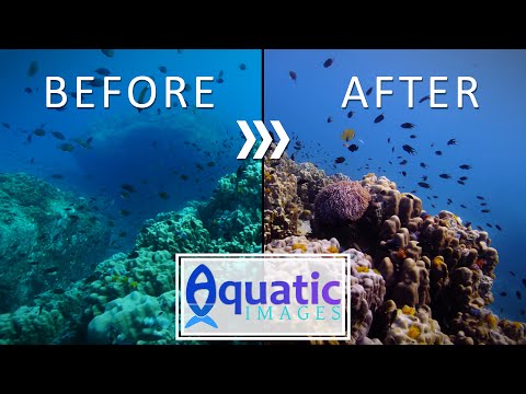 Видео: ПОДВОДНЫЙ БАЛАНС БЕЛОГО || Получите ИДЕАЛЬНЫЕ подводные цвета!