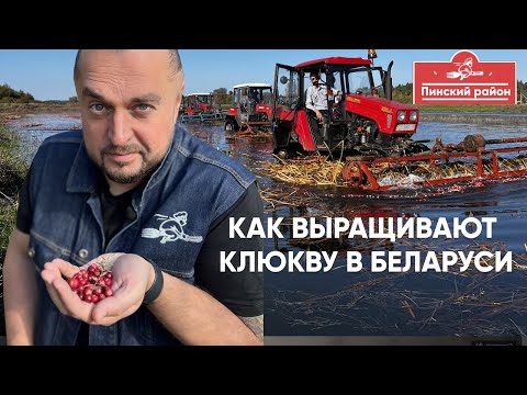 Видео: Как выращивают клюкву на Полесье и не только. Еда - хоть куда! Пинский район.