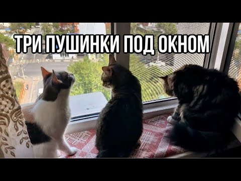 Видео: Три ПУШИНКИ наши любимые 🩷❤️💙