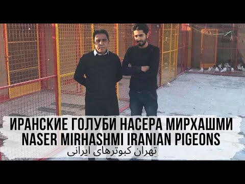 Видео: Иранские голуби Насера Мирхашми. Naser Mirhashmi Iranian Pigeons. تهران کبوترهای ایرانی