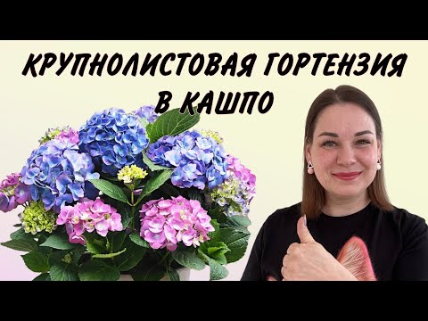 Видео: ПОСАДКА КРУПНОЛИСТОВОЙ ГОРТЕНЗИИ В КАШПО