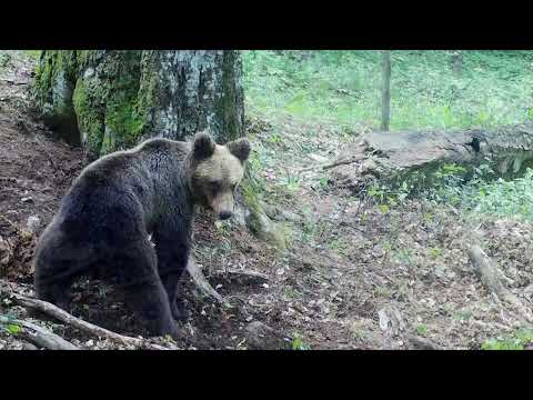Видео: МОНИТОРИНГ НА МЕЧКИТЕ