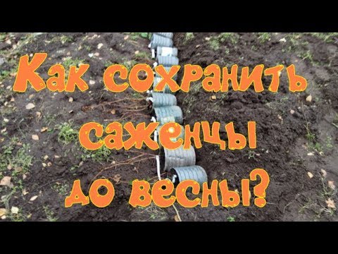 Видео: КАК СОХРАНИТЬ САЖЕНЦЫ ЗИМОЙ В ПРИКОПЕ?