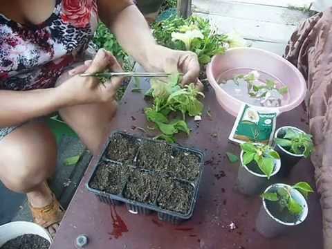 Видео: черенкую петунию и бальзамин,15июля