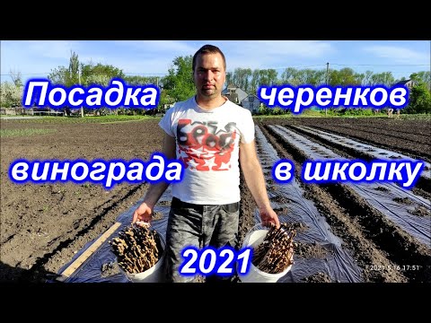 Видео: Посадка черенков винограда в школку 2021