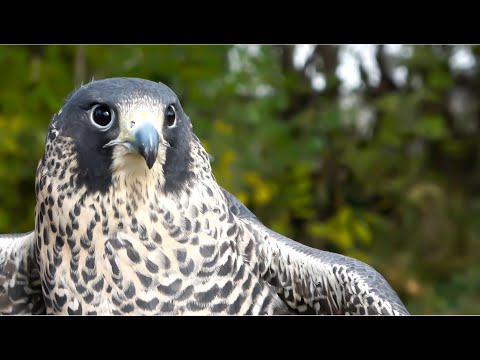 Видео: Соколиная охота: сапсан — птица для новичков? #соколинаяохота