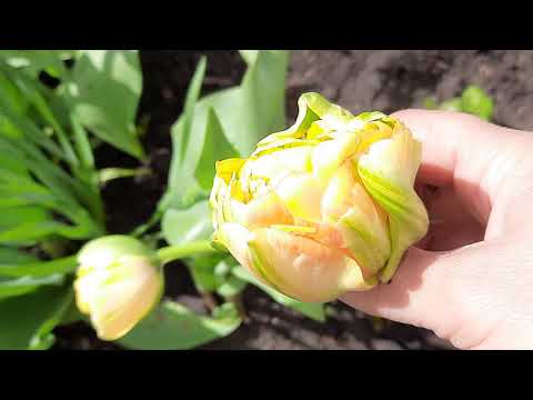 Видео: У ТЮЛЬПАНОВ ОДНИ ЛИСТЬЯ .ПОЧЕМУ НЕТ ЦВЕТЕНИЯ. НАХОДИМ ПРИЧИНЫ.