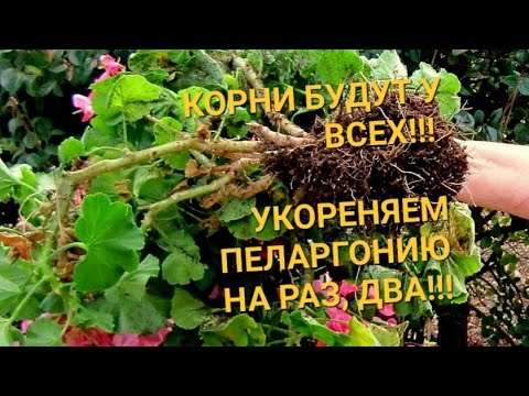 Видео: ЛУЧШИЙ СПОСОБ укоренения черенков пеларгонии!! Мой опыт, быстрый надёжный результат, 100% успех!