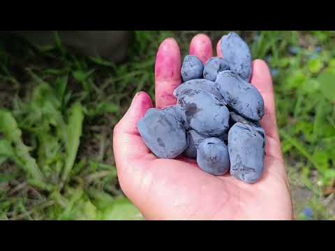 Видео: Жимолость. Обзор сорта,Бореал Бьюти