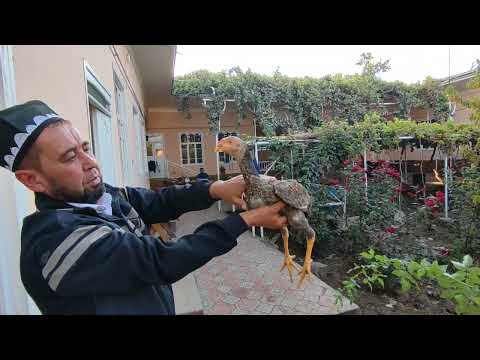 Видео: 3000$ ЛИК ХУ́РОЗНИ ЖУ́ЖАЛАРИ СОТУВДА ПАРВОЗЛАР УЧУН МАХСУС ВИДЕО НАМАНГАН ТУ́РАКУРГОН ЕСКИ ПАРВОЗ