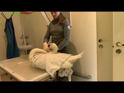 Видео: Лапчатые на стол! Рентгены лебедю и уткам