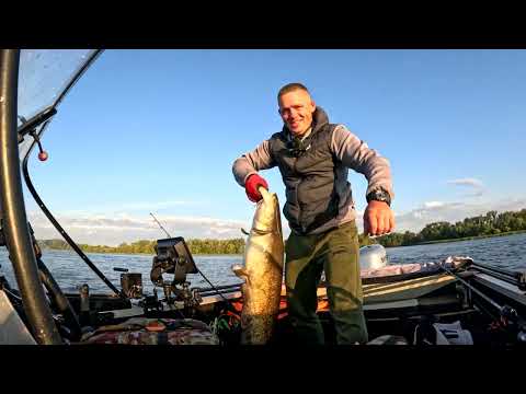 Видео: Сом на Квок с PANOPTIX