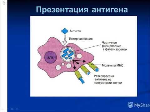 Видео: Лекция: "Органы кроветворения и имунной защиты"