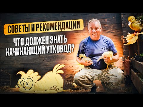 Видео: Содержание бройлерных уток в домашних условиях: кормление, водоем, пропойки... "Мое Подворье"