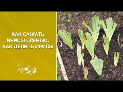 Видео: Как сажать ирисы осенью