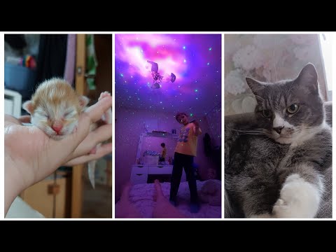 Видео: VLOG 512: КОТЯТКИ!)
