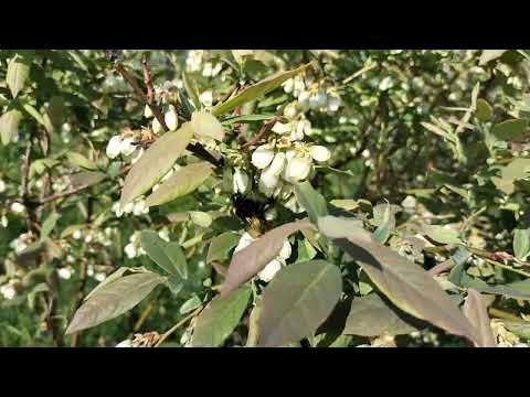 Видео: Плантація лохини: квітує лохина