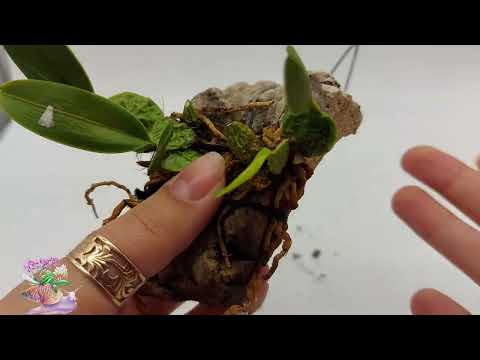 Видео: Бідося Laelia rubescens