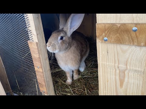 Видео: Случила ли я Симку?утренние кормление кроликов)🐇Симка начинает делать гнездо???😲