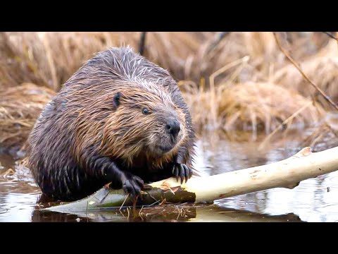 Видео: Когда бобры строят плотины и как пернатые выбирают места для гнезд? | Все как у людей
