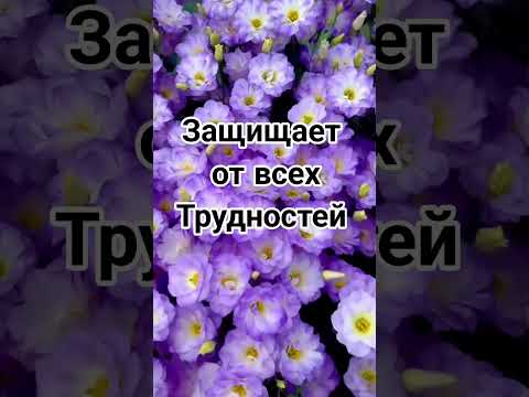 Видео: Защищает от всех Трудностей 