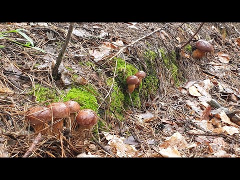 Видео: Польские  грибы , рыжики и белые грибы  ! Сбор грибов в конце июля ! Грибы 2019 !