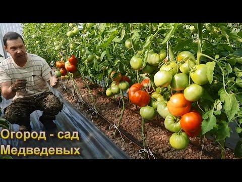 Видео: Обзор ранних сортов томатов