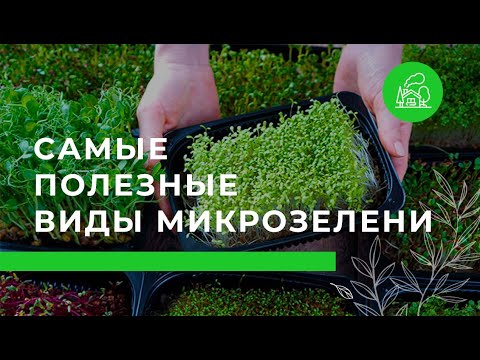 Видео: Самые полезные виды микрозелени